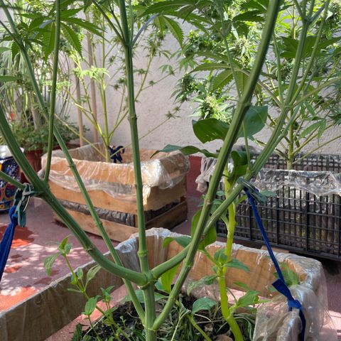 King cake  growlog timeline photo