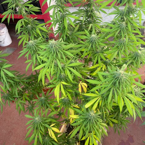 Lemon cake 3 growlog timeline photo