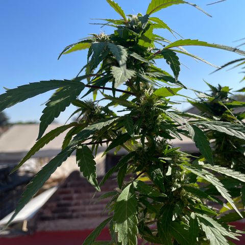 Lemon cake 5 growlog timeline photo