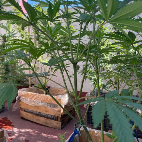 King cake  growlog timeline photo