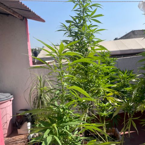 Tangie 2 growlog timeline photo