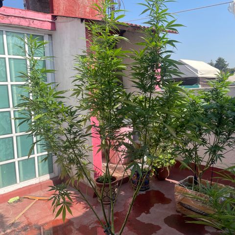 Tangie 2 growlog timeline photo