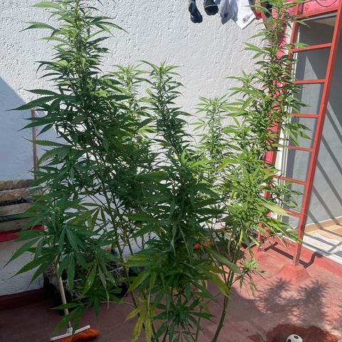 Tangie 2 growlog timeline photo