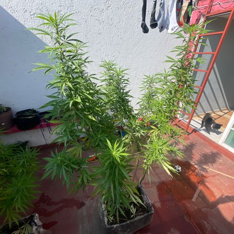 Tangie 2 growlog timeline photo