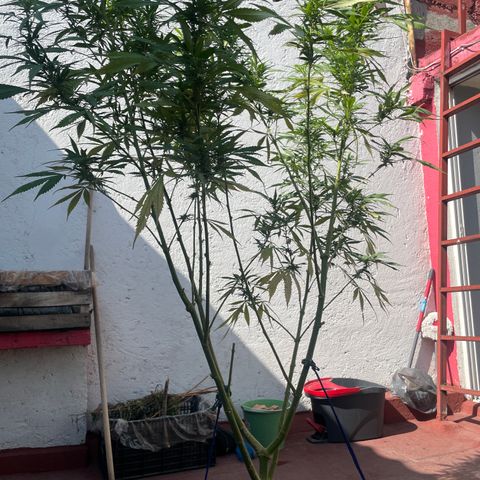 Tangie 2 growlog timeline photo
