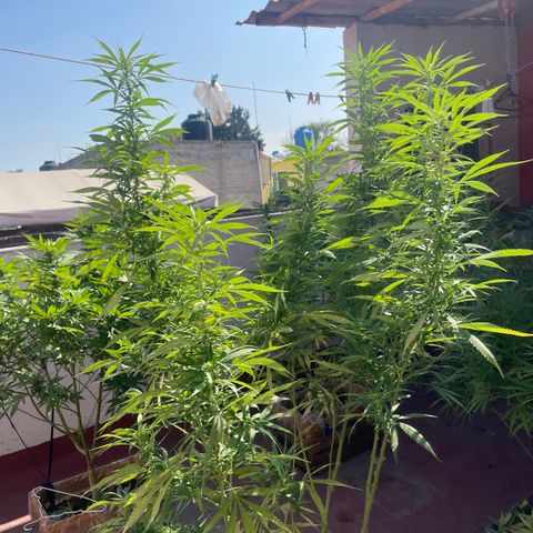 Tangie 2 growlog timeline photo