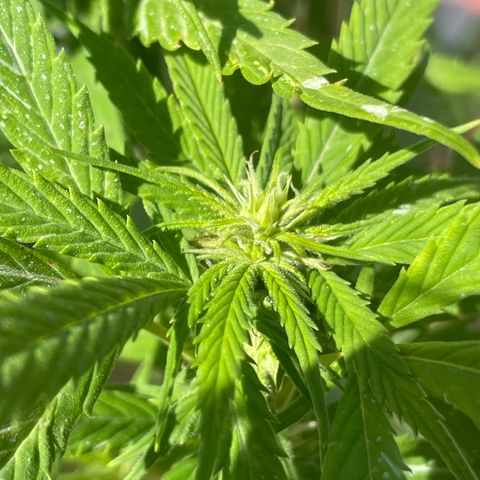 Tangie 2 growlog timeline photo