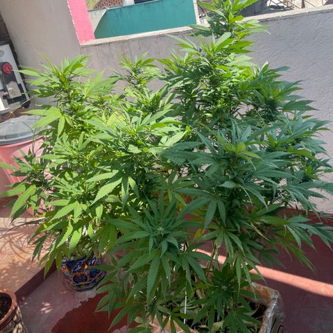 Orange juice  growlog timeline photo