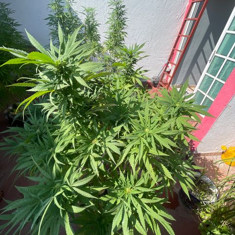 Orange juice  growlog timeline photo