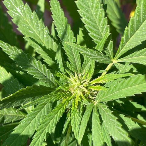 Orange juice  growlog timeline photo