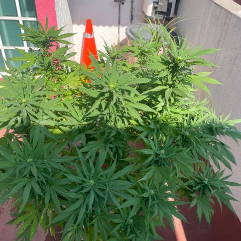 Orange juice  growlog timeline photo