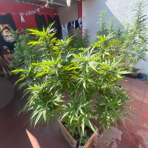 Orange juice  growlog timeline photo