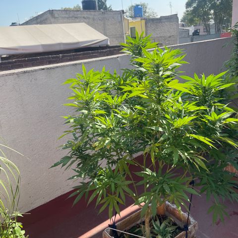 Orange juice  growlog timeline photo