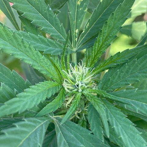 Orange juice  growlog timeline photo