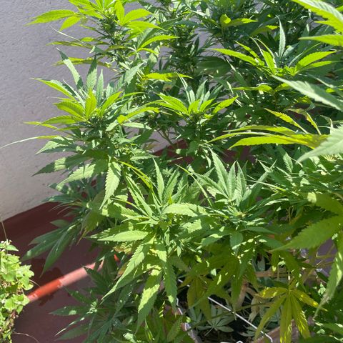 Orange juice  growlog timeline photo