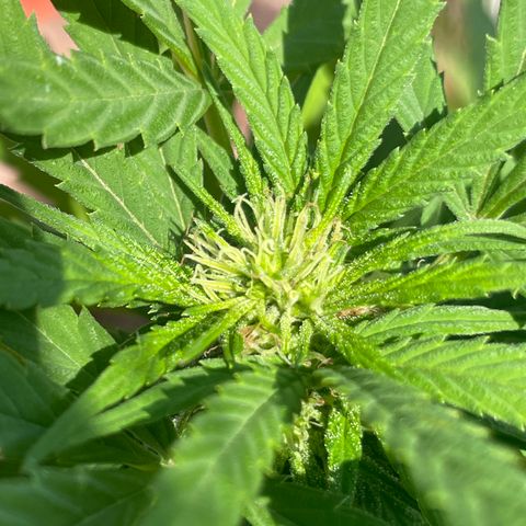 Orange juice  growlog timeline photo
