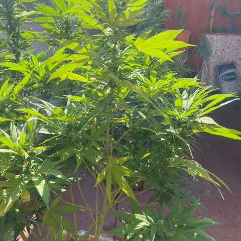 Orange juice  growlog timeline photo