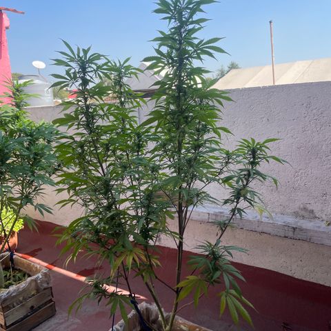 King cake  growlog timeline photo