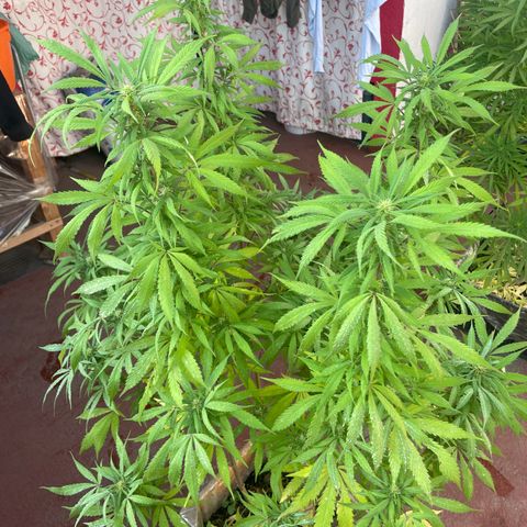 King cake  growlog timeline photo