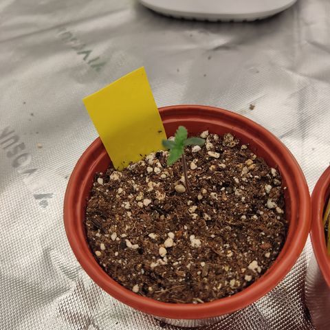 Gorila 1 growlog timeline photo