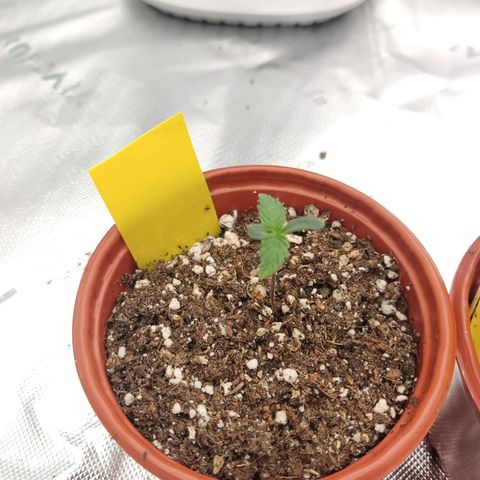 Gorila 1 growlog timeline photo