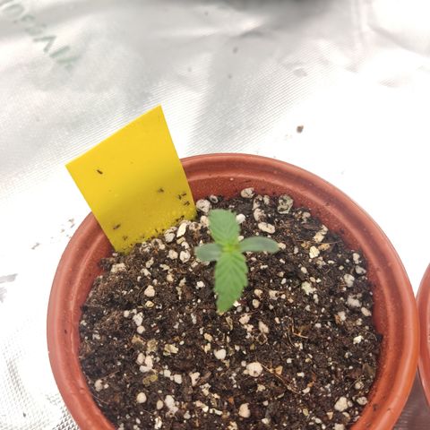 Gorila 1 growlog timeline photo