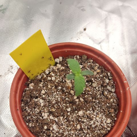 Gorila 1 growlog timeline photo