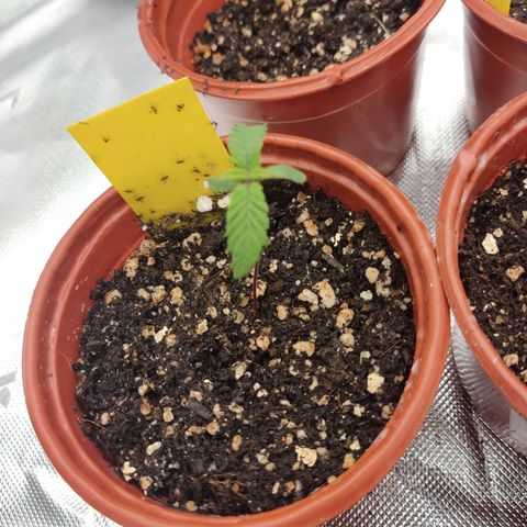 Gorila 1 growlog timeline photo