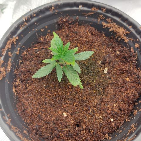 Gorila 1 growlog timeline photo