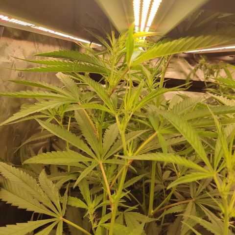 Gorila 1 growlog timeline photo