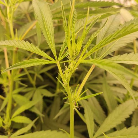 Gorila 1 growlog timeline photo