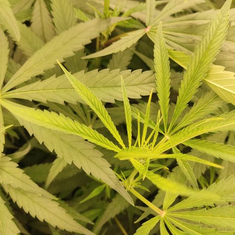 Gorila 1 growlog timeline photo