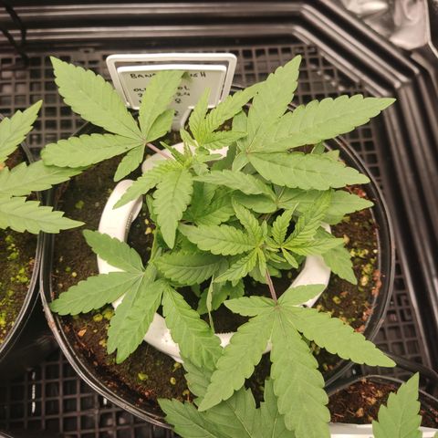Banana Kush Mint growlog timeline photo