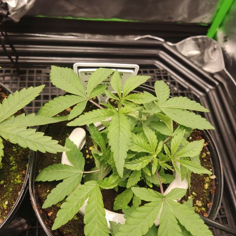 Banana Kush Mint growlog timeline photo