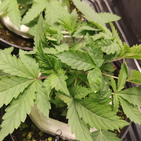 Cindy's 99 Blim Burn growlog timeline photo
