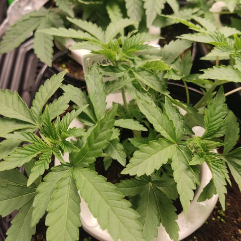 Girl Scout Cookies Blim Burn growlog timeline photo