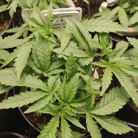 White widow Royal queen growlog timeline photo