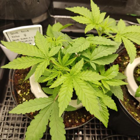 Sour diesel + LSD  Need Seed  growlog timeline photo