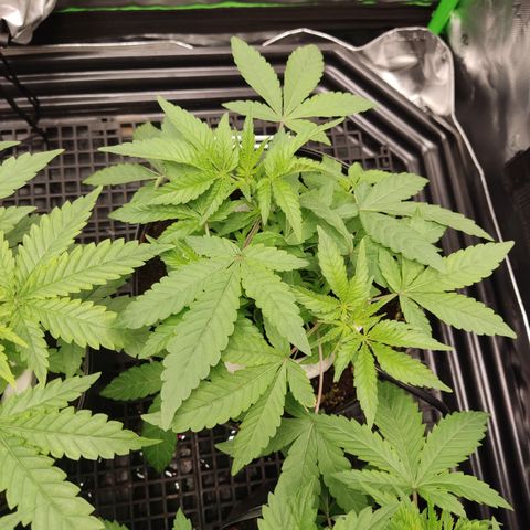Banana Kush Mint growlog timeline photo