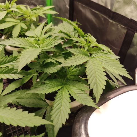 Cindy's 99 Blim Burn growlog timeline photo