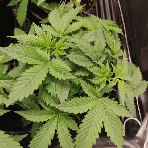 Cindy's 99 Blim Burn growlog timeline photo