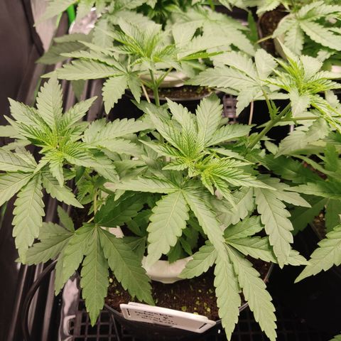Girl Scout Cookies Blim Burn growlog timeline photo