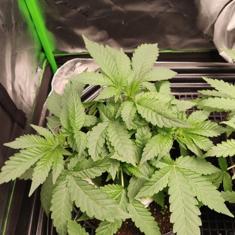 Girl Scout Cookies Blim Burn  growlog timeline photo