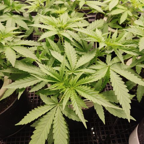 White widow Royal queen growlog timeline photo