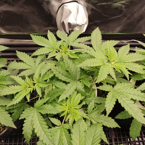 White widow Royal queen growlog timeline photo