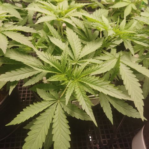White widow Royal queen growlog timeline photo