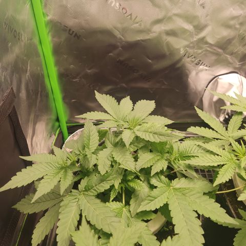 Girl Scout Cookies Blim Burn  growlog timeline photo