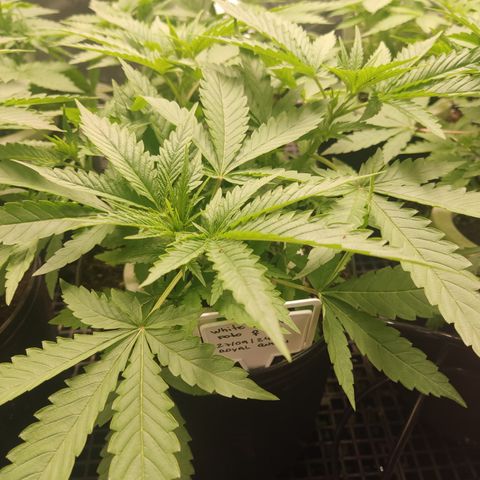 White widow Royal queen growlog timeline photo