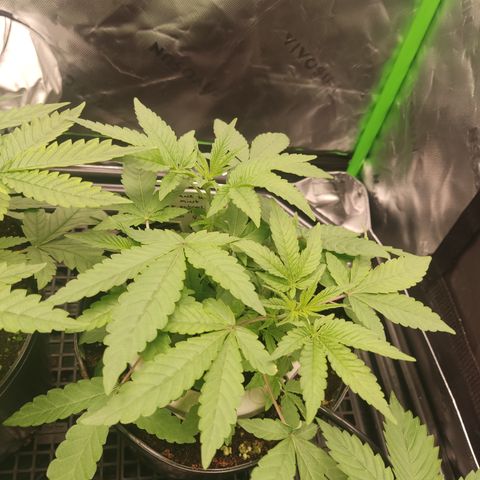 Banana Kush Mint growlog timeline photo