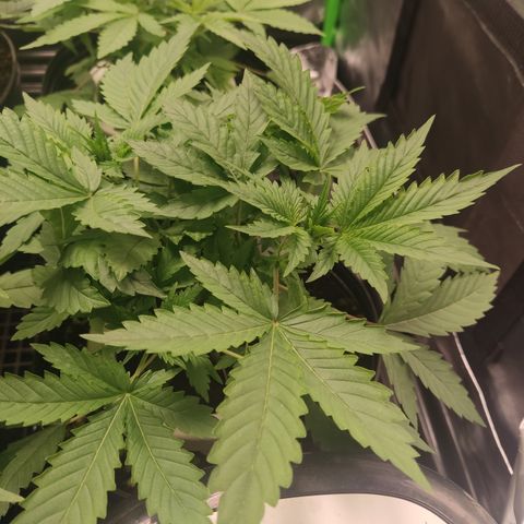 Cindy's 99 Blim Burn growlog timeline photo